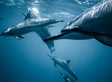 三镇再扳一球！卡迪斯造点，亲自主罚勺子点球命中